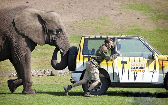 人類以外最聰明10大動物，烏鴉也能榜上有名--置頂表情
