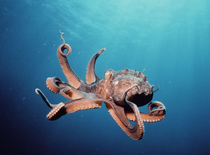 人類以外最聰明10大動物，烏鴉也能榜上有名--置頂表情