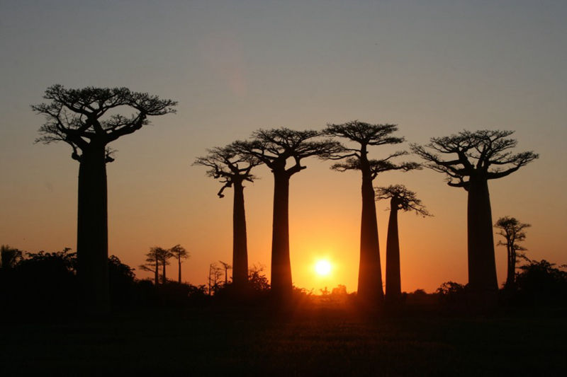 8個(gè)與眾不同的森林，像來自外星球--置頂表情