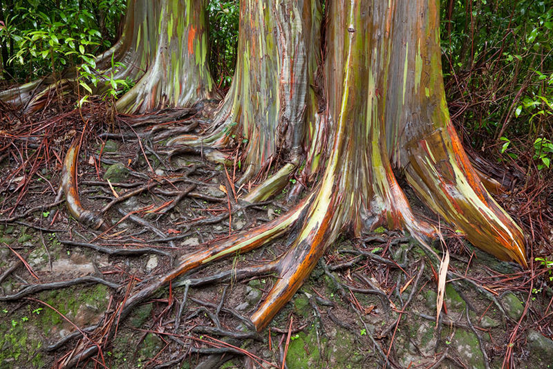 8個(gè)與眾不同的森林，像來自外星球--置頂表情