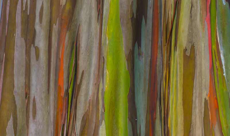 8個(gè)與眾不同的森林，像來自外星球--置頂表情