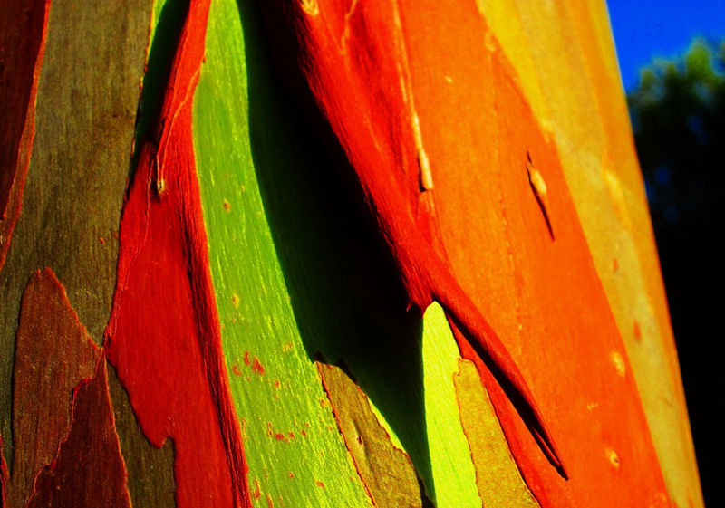 8個(gè)與眾不同的森林，像來自外星球--置頂表情