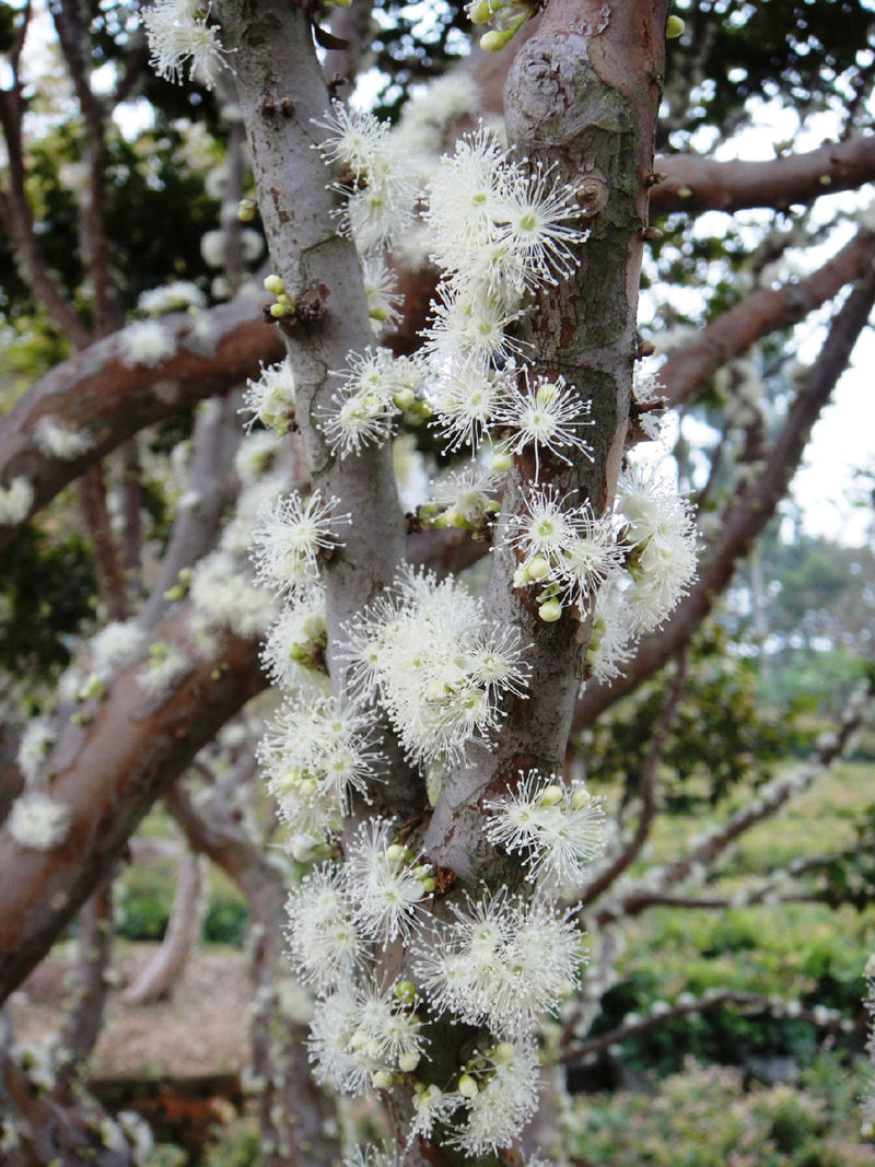 8個(gè)與眾不同的森林，像來自外星球--置頂表情